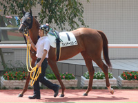 新馬戦　パドック