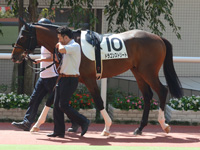 新馬戦　パドック