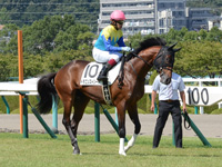新馬戦　本馬場入場