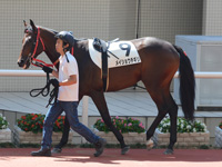 新馬戦　パドック