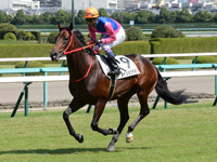 新馬戦　キャンター