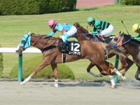 ヤマボウシ賞（500万）　ゴール前