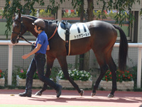 新馬戦　パドック