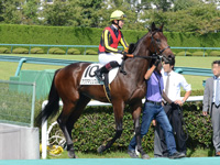 未勝利戦　本馬場入場
