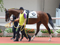新馬戦　パドック