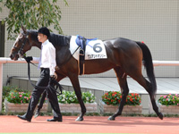 未勝利戦　パドック