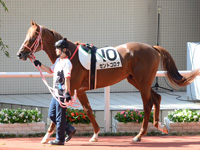 未勝利戦　パドック