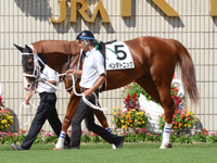 新馬戦　パドック
