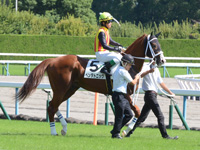 新馬戦　本馬場入場