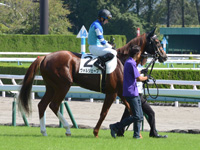 新馬戦　本馬場入場