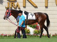 新馬戦　パドック