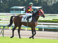 新馬戦　本馬場入場