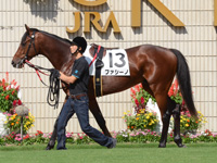 新馬戦　パドック