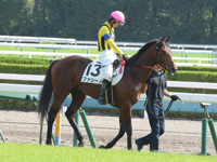 新馬戦　本馬場入場