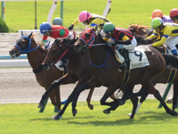 新馬戦　直線（中）