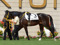 新馬戦　パドック