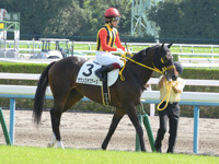 新馬戦　本馬場入場