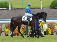 新馬戦　本馬場入場