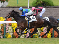 新馬戦　ゴール前