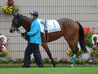 未勝利戦　パドック