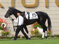 新馬戦　パドック