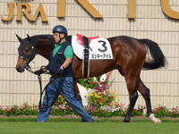 未勝利戦　パドック