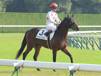 未勝利戦　本馬場入場