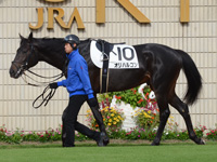 未勝利戦　パドック
