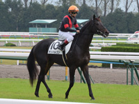 未勝利戦　本馬場入場