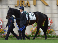 新馬戦　パドック