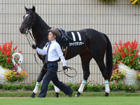 黄菊賞（500万）　パドック