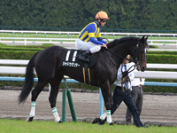 黄菊賞（500万）　本馬場入場