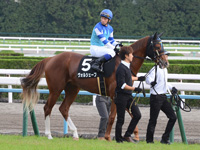 黄菊賞（500万）　本馬場入場