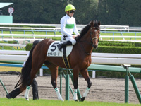 未勝利戦　本馬場入場