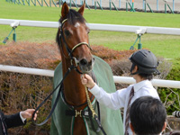 未勝利戦　口取り