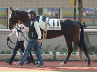 未勝利戦（牝）　パドック