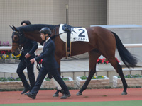 未勝利戦　パドック