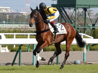 未勝利戦　キャンター