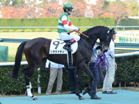 未勝利戦（牝）　本馬場入場