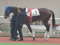 新馬戦　パドック