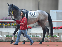未勝利戦　パドック
