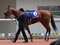 阪神ジュベナイルフィリーズ（ＧＩ）　パドック