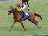 阪神ジュベナイルフィリーズ（ＧＩ）　キャンター