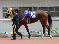 阪神ジュベナイルフィリーズ（ＧＩ）　パドック