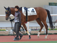 未勝利　パドック