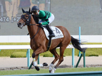 未勝利　キャンター