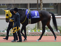 阪神ジュベナイルフィリーズ（ＧＩ）　パドック