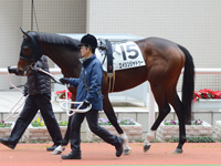 未勝利戦　パドック