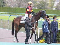 未勝利戦　本馬場入場