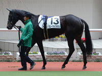 未勝利戦（牝）　パドック